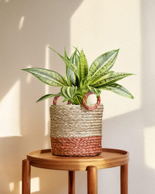 Handwoven Sabai Indoor Planter with handle - Image 4