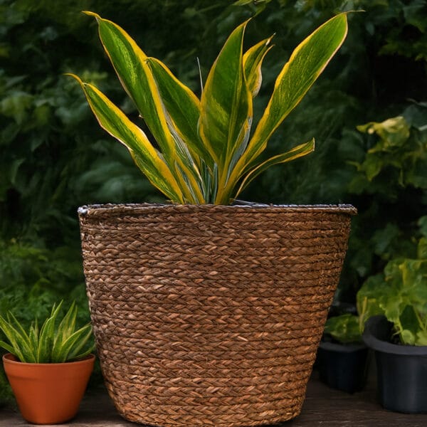 Handwoven Sea Grass Planter for Indoor Patio